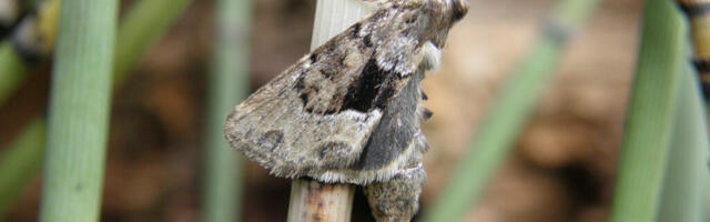 ÖÖLIBLIKATE UURING KINNITAB TALLINNA LOODUSE MITMEKESISUST