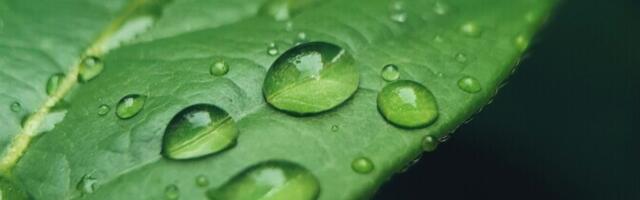 Taimed kuulevad vihmasabinat