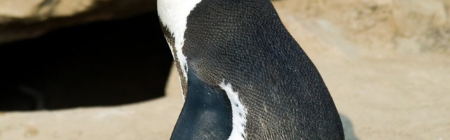 Väga nakkav linnugripp jõudis Tallinna loomaaeda – osa alast pandi karantiini