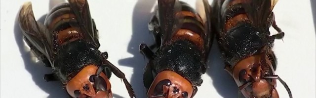 Reporter: Aasia tapja-vapsikud külvavad hirmu USA-s ja Kanadas