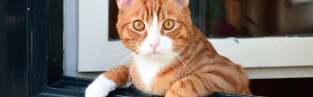 11. november: Skorpion ja Jäär tahaksid usinasti tegutseda, kuid...