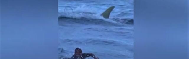 Haid märganud surfar otsustas surnut teeselda. Vaata, mis juhtus!