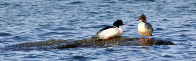 RAHVUSVAHELINE KESKTALVINE VEELINNULOENDUS