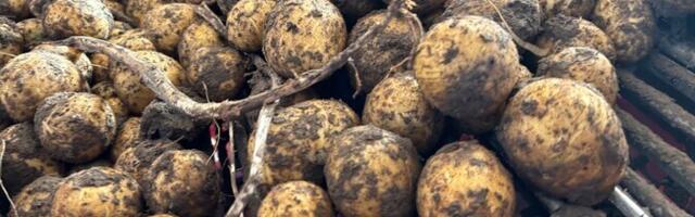 Jõgeva Seemnefestivali müügihitt oli kartul