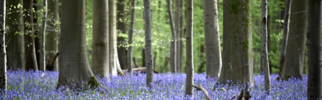 Meie rohepugejad on omadega plindris
