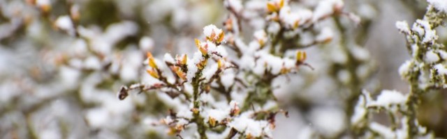 FOTO ja VIDEO | Mitmel pool Eestis sajab täna lund