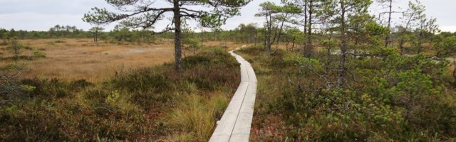 Miljon eurot riigimetsa puhketaristusse