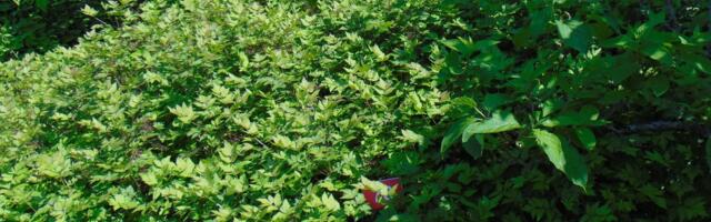 PILK AEDA: Tundmatu kollapõõsas on vägagi huvitav taim