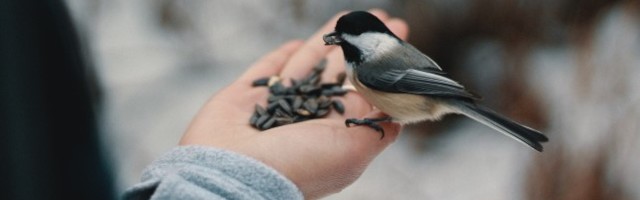 Lindude toitmine: mis sobib neile söögiks?