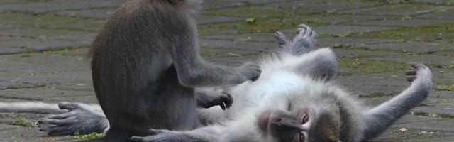 Reporter: Turistide puudus sunnib ahve külaelanike kodudes vargil käima