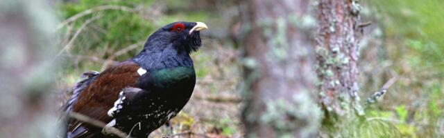 Eliisa Pass: metsis – kaduvate loodusmaastike ja vanade männikute sümbol