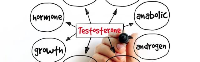 Testosteroon teeb meheks, ent seksiks piisab baastasemest