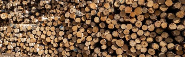 PUIDUTURG | Paberi- ja küttepuidu hind tõusis