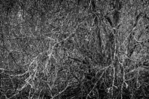 Tagasihoidlikkus. Hybris ja hübriid