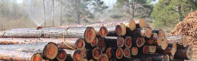 Ümarpuidu hinnad langevad, kuid mitte palju