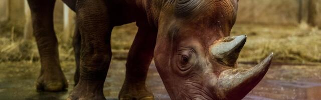 Advokaat: kes ikkagi vastutab ninasarviku surma eest ja mida sellest loost õppida