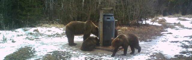 Sombused ilmad on talveunest äratanud Jõgevamaa karud