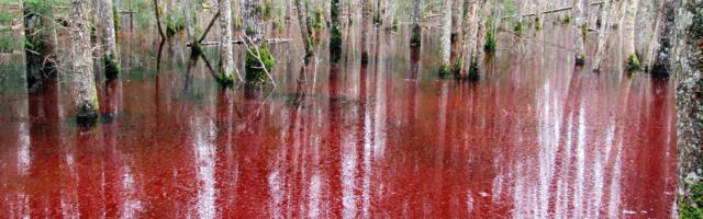 FOTOD | Soomaa rahvuspargi soojärved on värvunud erkpunaseks