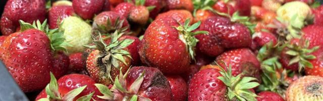 Anti Allas ja Piret Hartman: Eesti põllumehe kolm riukalikku probleemi