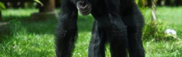 Teadlased: šimpansid „joovad“ iga päev ära umbes ühe pudeli õlut