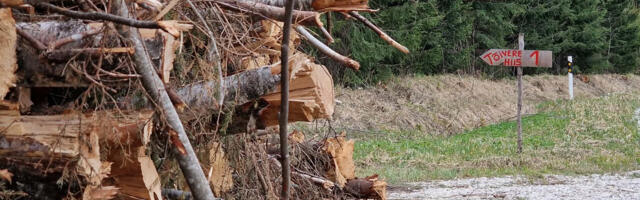 Kohalikud nõuavad Tõivere hiie ümbrusse lageraie keeldu