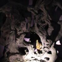 Soome-ugri pimeda maa hääled