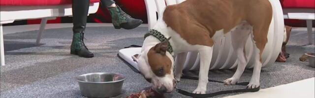 Kuidas tekib koertel ülekaal?