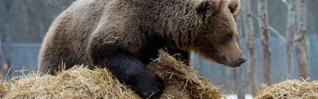 VIDEO | „Karu osutus mölakaks!“ Mesikäpp jälitab vasikaga põdraema