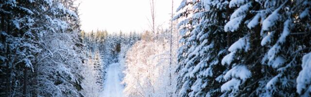 WRC hooaeg jätkub lumes: Rootsi ralli toob Umeåsse kiiruse ja duellid