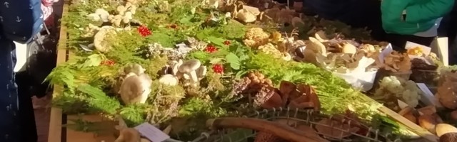 Seenetargad: Seeni saab alati paremini tunda