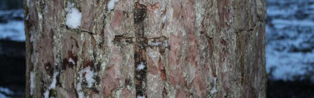 Riigikohtu otsus muudab ristipuude kaitse selgemaks