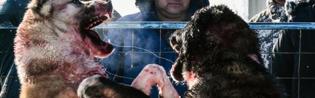 Politsei menetleb kastirattur P. P. Pere peldikuhanget