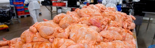 Amet: teeme üheskoos ettevõtjatega linnuliha märgistuse korda