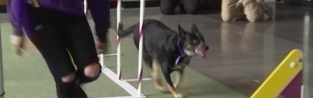 Legendaarsel koertenäitusel võistleb kaks uut tõugu