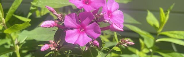 Mis toimub? Floks läks juba enne jaanipäeva õitsema!