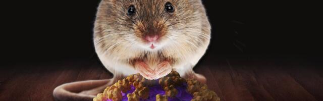 Vaikselt kasvav haigestumine. Maakoju tungivad hiired võivad endaga kaasa tuua inimesele ränga haiguse