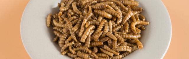 ÜK kasutab psühholoogilise sõjapidamise võtteid, et “nügida” elanikkonda putukatoitu sööma