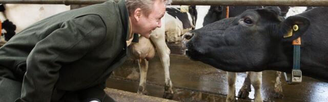 Heleniuse ettevõte ostis suure piimatootja