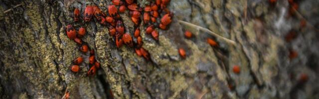 PÄEVAHOROSKOOP: pühapäev, 4. mai