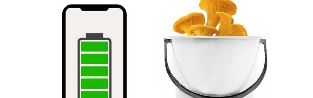 Lõuna prefektuur: metsasaadusi korjama minnes võta kaasa telefon ja valge ämber!