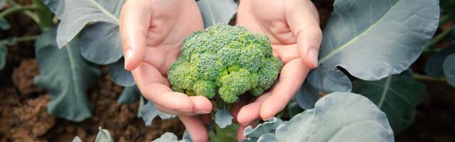Kas uudne väetis jätab brokolile kalamaitse? Jõgeva teadlased said vastuse