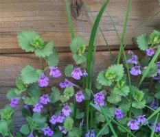 Eesti ravimtaimedest XII