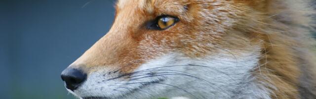 Põltsamaa vallas tuvastati rebastel juba teine koerte katku juhtum