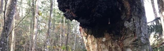 Lepal kasvav must pässik on kasel kasvavaga võrdne