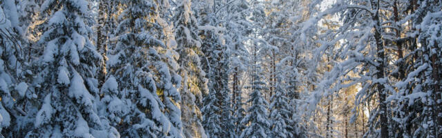 Ivan Makarov: Eesti puu on kuusk, mitte saksauul