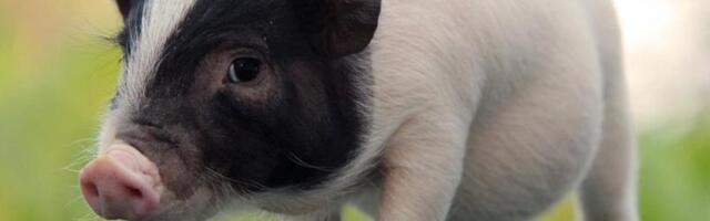 Inimesele siirdati esimest korda sea kops