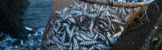 „Kalu ühel hetkel enam ei ole.“ Kas ministrite otsus seab ohtu Läänemere kalavarud?