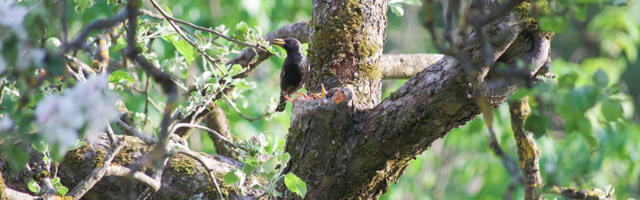 Keskkonnaamet alustab homme pesitsusrahu kontrollidega