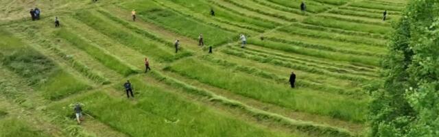 Võrumaal osales vikatiga niitmise võistlusel 30 osalejat