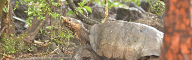 VIDEO | 115 aastat tagasi välja surnuks peetud Galápagose kilpkonnaliik on tagasi!